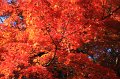 2008-11-12_04-16-38