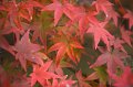 2008-11-15_08-39-10