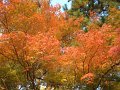 2008-11-15_08-39-20