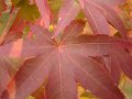 2008-11-15_08-39-33