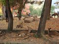 2008-11-16_06-39-02