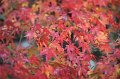 2008-11-17_02-45-26