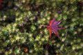 2008-11-17_02-51-40
