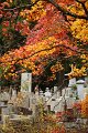 2008-11-18_08-49-41